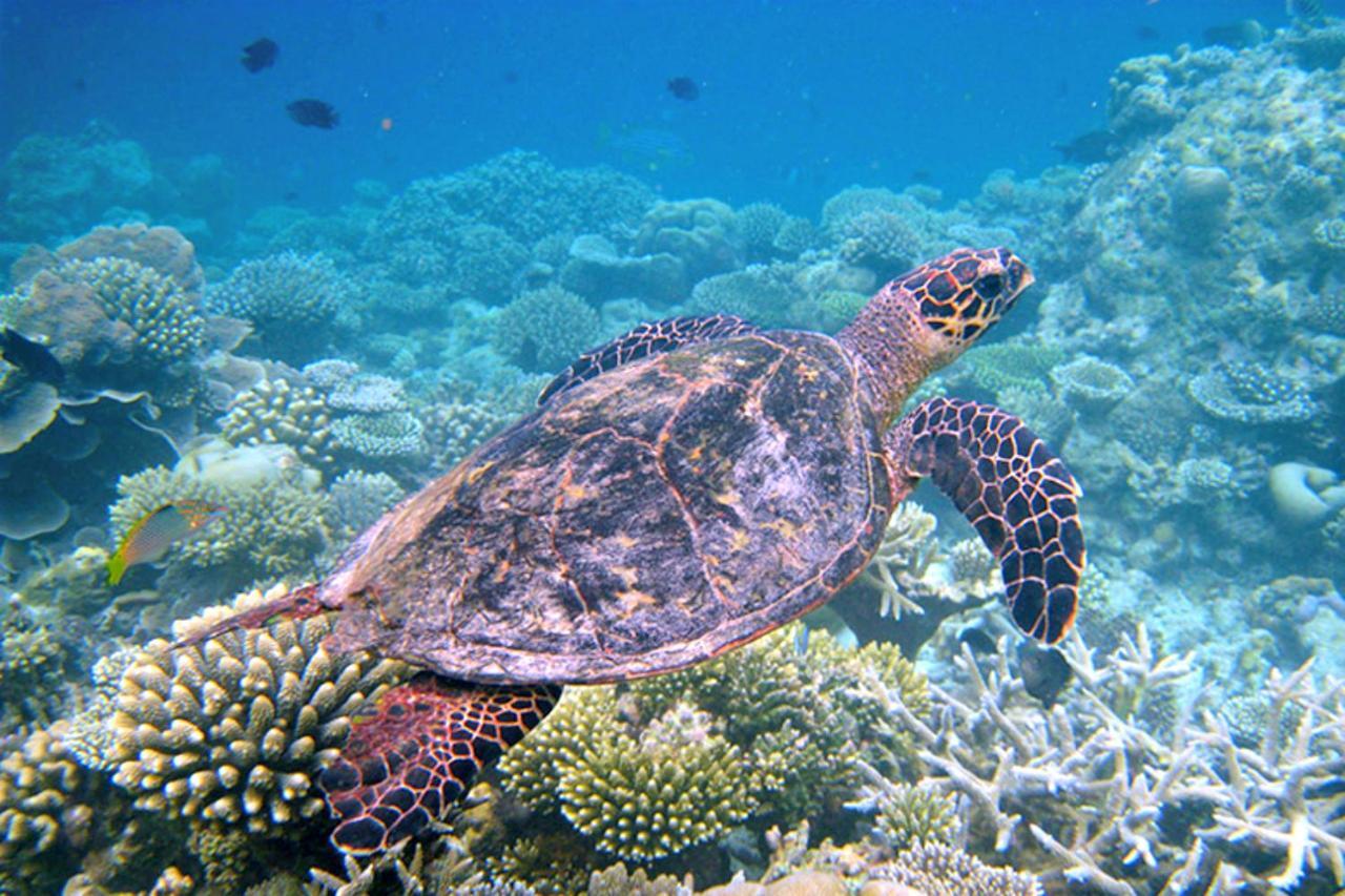 Canopus Retreat Thulusdhoo Eksteriør bilde
